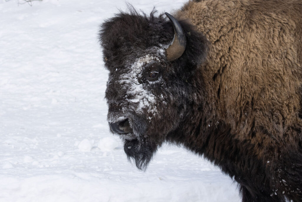 Bison with snow on his face